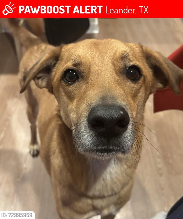 Lost Male Dog last seen Bar w ranch neighborhood, Leander, TX 78641