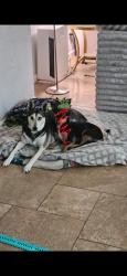 Reunited Female Dog last seen Copper Sage and Firewillow Place, Spring, TX 77381