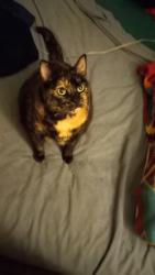 Lost Female Cat last seen Dollar tree, Schenectady, NY 12304