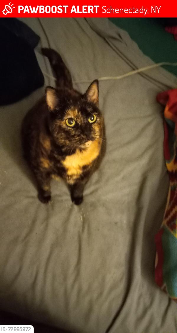 Lost Female Cat last seen Dollar tree, Schenectady, NY 12304