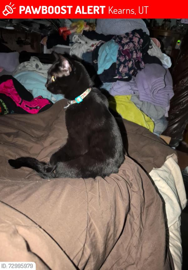 Lost Female Cat last seen Near S Stone Flower Way , Kearns, UT 84118
