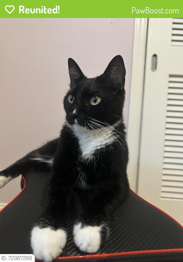 Reunited Male Cat last seen Kewannee trail, Maitland, FL 32751