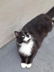 Reunited Male Cat last seen 63rd ave and mayo, Hollywood, FL 33023