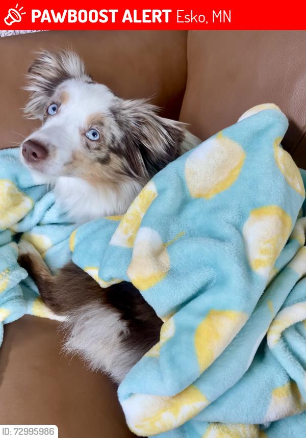 Lost Female Dog last seen East Riverside, Esko, MN 55733