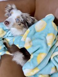 Lost Female Dog last seen East Riverside, Esko, MN 55733