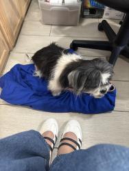 Found/Stray Male Dog last seen Rose’s and doses , Los Angeles, CA 90291