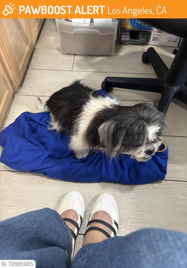 Found/Stray Male Dog last seen Rose’s and doses , Los Angeles, CA 90291