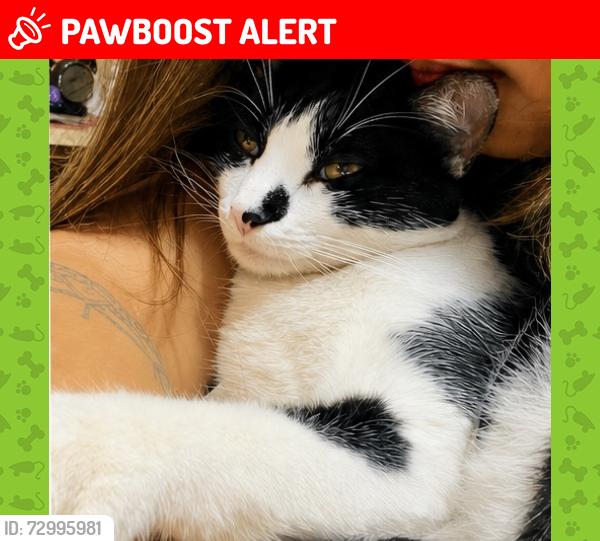 Lost Male Cat last seen Rua doutor Nicolino falci , Americanópolis, SP 04429-300