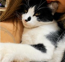 Lost Male Cat last seen Rua doutor Nicolino falci , Americanópolis, SP 04429-300