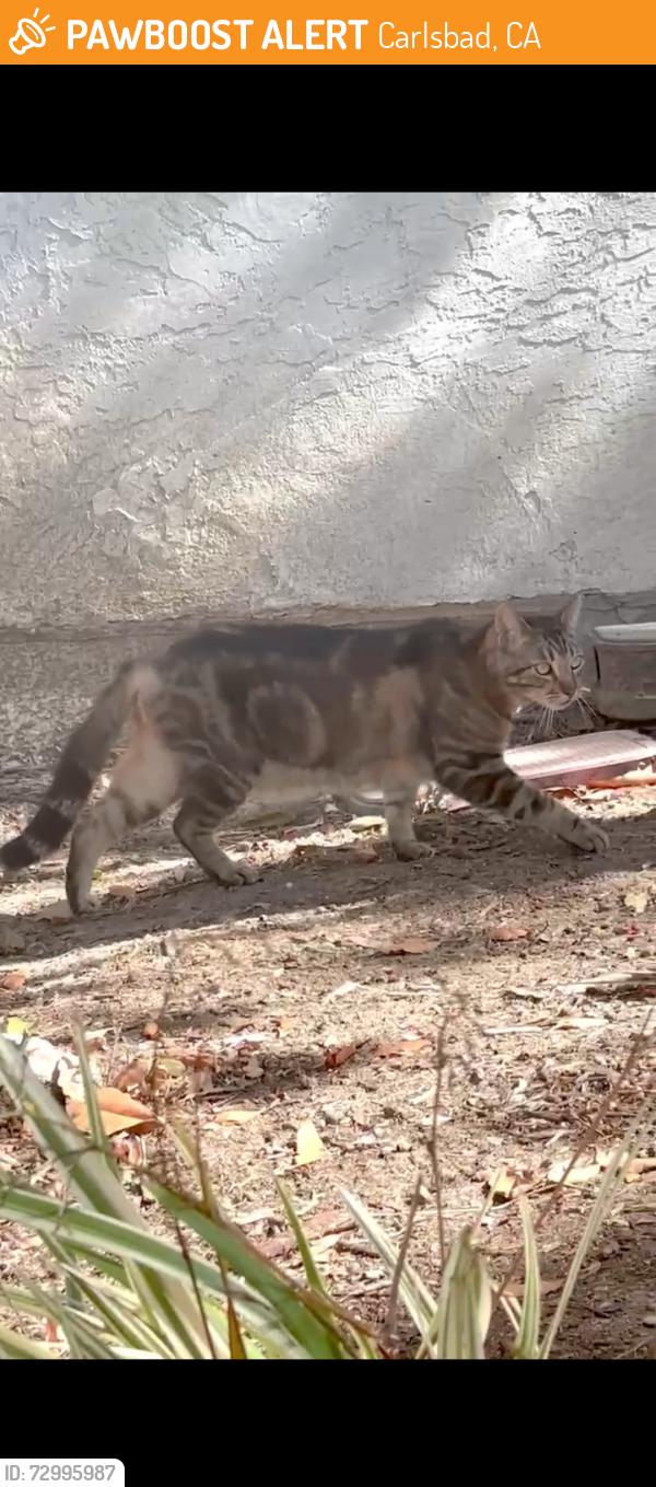 Found/Stray Unknown Cat last seen Near Flower Fields Way 92010, Carlsbad, CA 92010