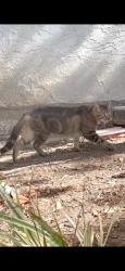 Found/Stray Unknown Cat last seen Near Flower Fields Way 92010, Carlsbad, CA 92010