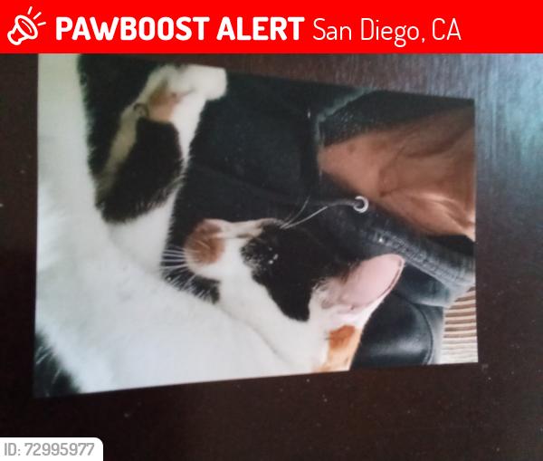 Lost Female Cat last seen Gold Coast Drive and Westonhill, San Diego, CA 92126