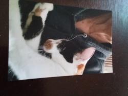Lost Female Cat last seen Gold Coast Drive and Westonhill, San Diego, CA 92126