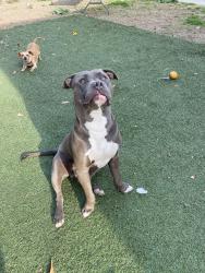 Reunited Male Dog last seen Garfield Ave & Gardendale, South Gate, CA 90280