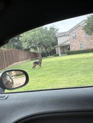 Found/Stray Unknown Dog last seen Mike Lewis Park, Grand Prairie, TX 75050