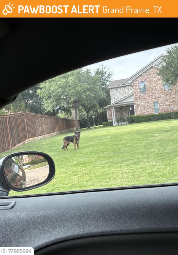 Found/Stray Unknown Dog last seen Mike Lewis Park, Grand Prairie, TX 75050