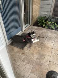 Found/Stray Female Dog last seen peyton and alpha road, Dallas, TX 75240