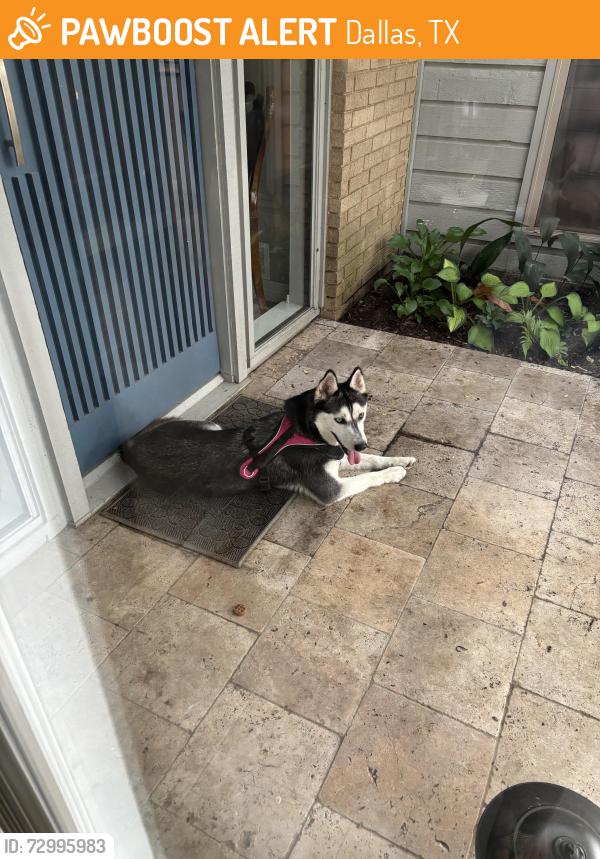 Found/Stray Female Dog last seen peyton and alpha road, Dallas, TX 75240