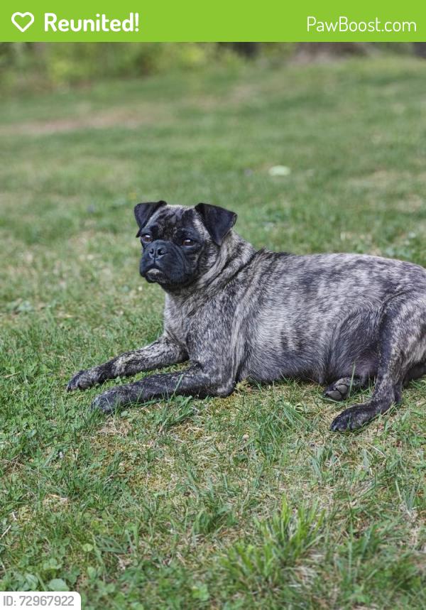 Reunited Female Dog last seen 1 mile from Route 184, Trout Run, PA 17771