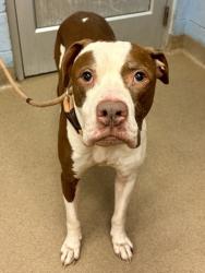 Shelter Stray Male Dog last seen , Other - Out of County, GA, 3280 Chamblee Dunwoody Rd, Chamblee, GA 30341, USA