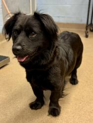 Shelter Stray Female Dog last seen Near Chamblee Dunwoody Rd Atlanta, GA 30341, 30341, GA, 3280 Chamblee Dunwoody Rd, Chamblee, GA 30341, USA