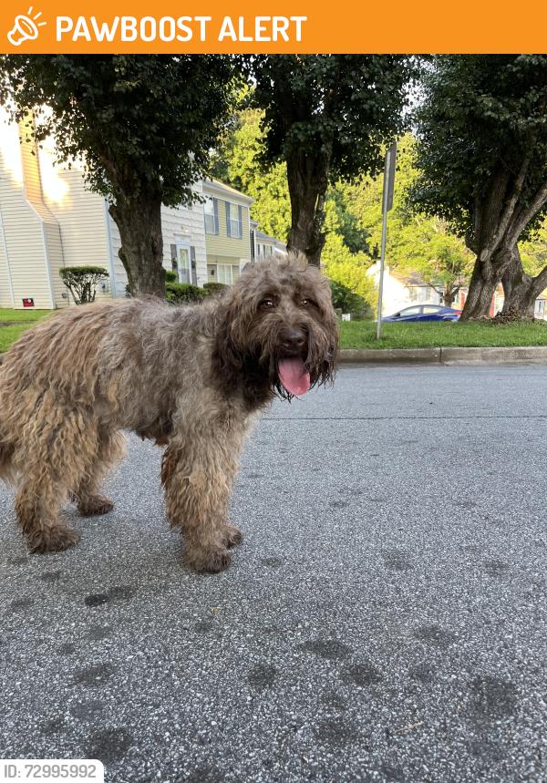 Found/Stray Female Dog last seen Winters chapel road , Winters Chapel Rd, GA 30360