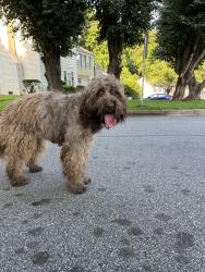 Found/Stray Female Dog last seen Winters chapel road , Winters Chapel Rd, GA 30360