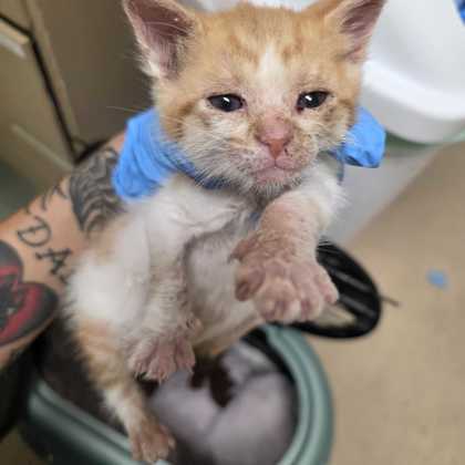 Shelter Stray Male Cat last seen J C Long / Enloe, Brazos County, TX, 5359 Leonard Rd, Bryan, TX 77807, USA