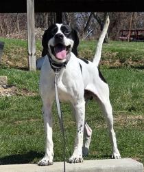 Reunited Male Dog last seen Boston Hollow Rd and Keddie Rd, McKeesport, PA 15135