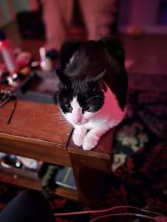 Reunited Female Cat last seen Any where , Kansas City, MO 64106