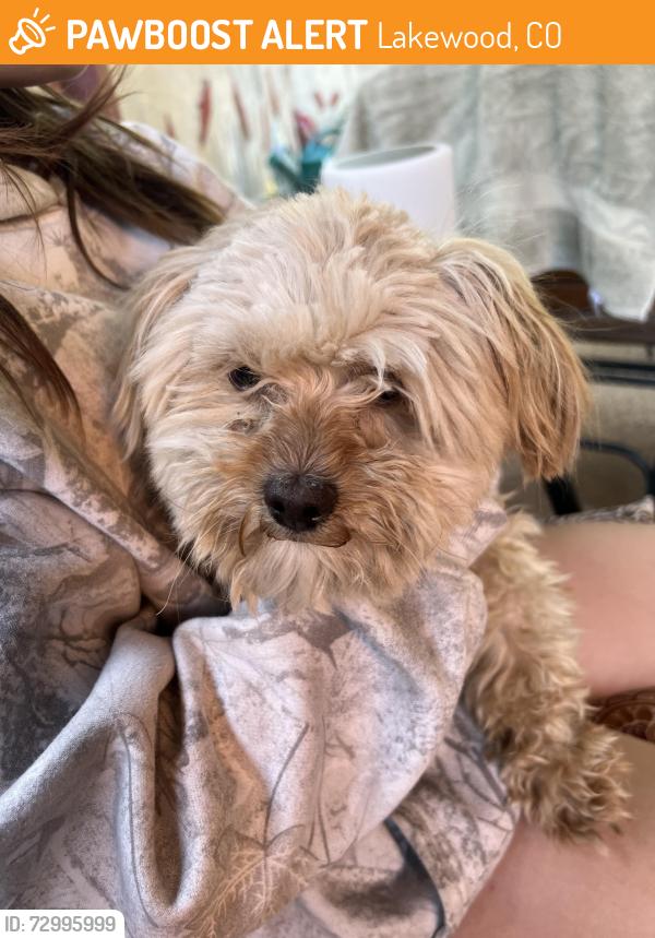 Found/Stray Male Dog last seen Colfax , Lakewood, CO 80401