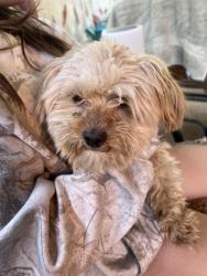 Found/Stray Male Dog last seen Colfax , Lakewood, CO 80401