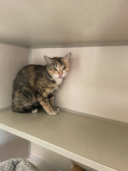 Shelter Stray Female Cat last seen Near Ave 18, Madera County, CA, 205 Tozer St, Madera, CA 93638, USA