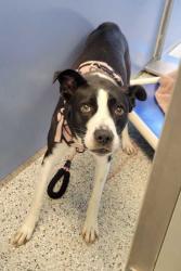 Shelter Stray Female Dog last seen E Bannister Rd & James A Reed Rd, KCMO, 64138, 64138, MO, 7077 Elmwood Ave, Kansas City, MO 64132, USA