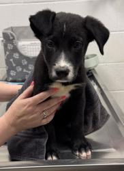 Shelter Stray Male Dog last seen Near Drury Ave, 64123, MO, 7077 Elmwood Ave, Kansas City, MO 64132, USA