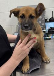 Shelter Stray Female Dog last seen Near Drury Ave, 64123, MO, 7077 Elmwood Ave, Kansas City, MO 64132, USA
