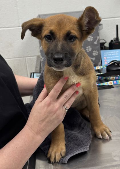 Shelter Stray Female Dog last seen Near Drury Ave, 64123, MO, 7077 Elmwood Ave, Kansas City, MO 64132, USA
