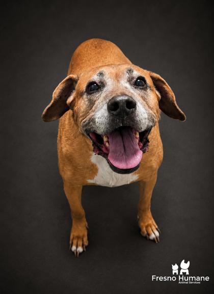 Shelter Stray Male Dog last seen W Panoche Rd & S Brannan Ave, Firebaugh Zone Fresno CO 1A 93622, CA, 1510 W Dan Ronquillo Dr, Fresno, CA 93706, USA