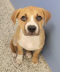 Shelter Stray Female Dog last seen Near Cleveland Ave, 64127, MO, 7077 Elmwood Ave, Kansas City, MO 64132, USA