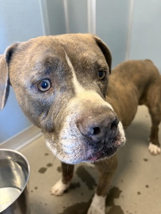 Shelter Stray Male Dog last seen N Helm Avenue and E Turner Avenue, Fresno Zone Fresno CO 2 93727, CA, 1510 W Dan Ronquillo Dr, Fresno, CA 93706, USA