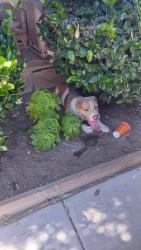 Found/Stray Male Dog last seen Rayen and Hazeltine Ave in Panorama City, Los Angeles, CA 91402