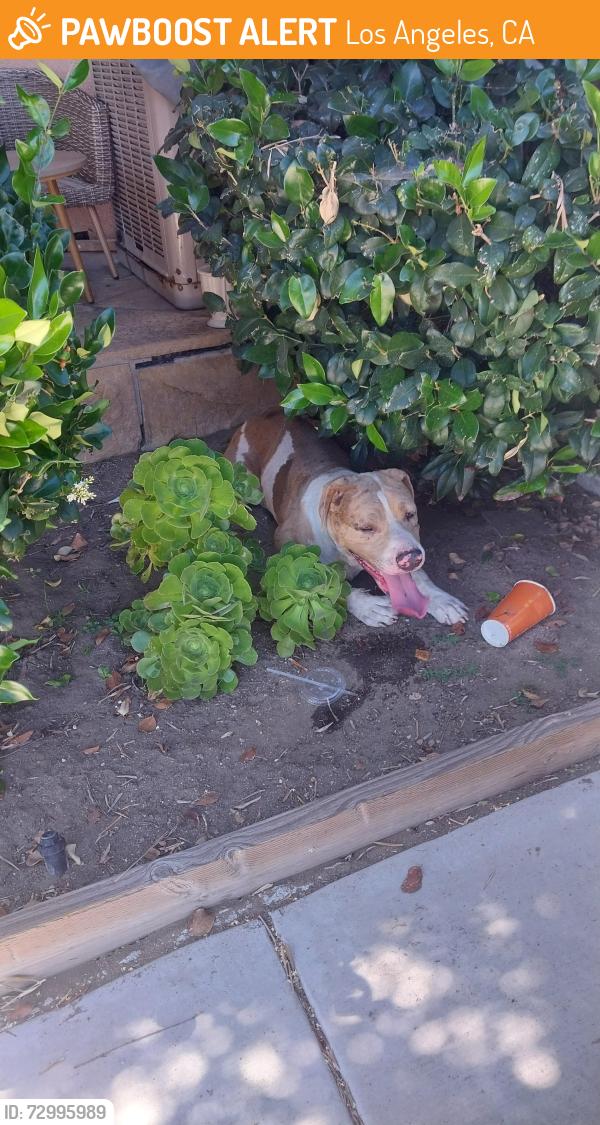 Found/Stray Male Dog last seen Rayen and Hazeltine Ave in Panorama City, Los Angeles, CA 91402