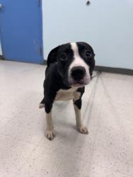 Shelter Stray Male Dog last seen , Harrison County, MS, 2615 25th Ave, Gulfport, MS 39501, USA