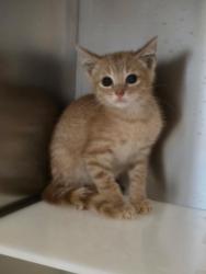Shelter Stray Male Cat last seen Near Concord, 75150, TX, 1650 Gross Rd, Mesquite, TX 75149, USA