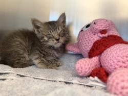 Shelter Stray Female Cat last seen Elk Grove Florin Rd at Robbins Rd, Sacramento County, CA, 6201 Florin Perkins Rd, Sacramento, CA 95828, USA