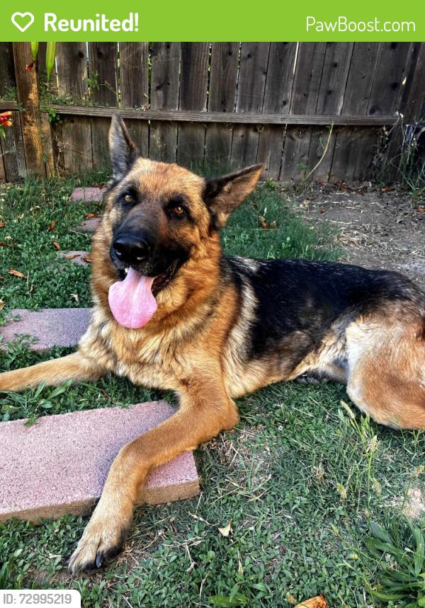 Reunited Female Dog last seen Near 65th and 21st in Sacramento, Sacramento, CA 95820