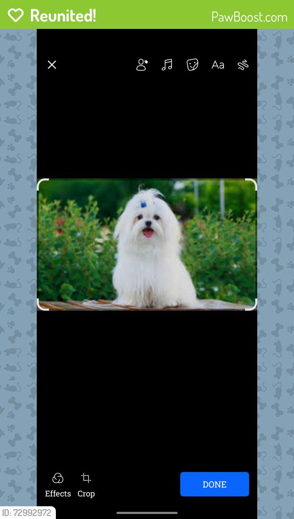 Reunited Female Dog last seen The shores, Silver Springs Shores, FL 34472