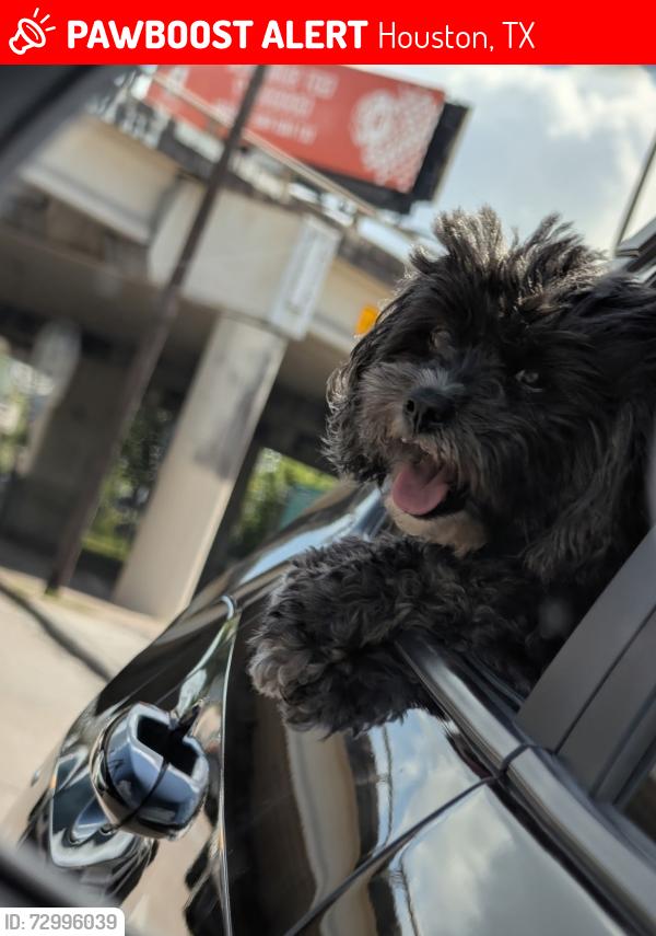 Lost Female Dog last seen Bass pro shop pearland, Houston, TX 77047