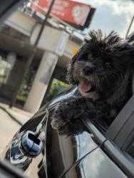 Lost Female Dog last seen Bass pro shop pearland, Houston, TX 77047