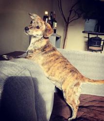 Reunited Female Dog last seen North main st, Houston, TX 77009